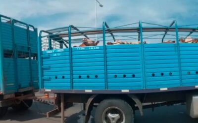 Transportista será sancionado con una severa multa por llevar 40 vacas y solo declarar 34: Ocurrió en Mocoretá