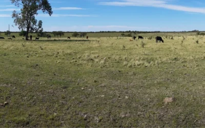 Detectan facturas apócrifas en rendiciones por subsidios millonarios a productores del norte entrerriano