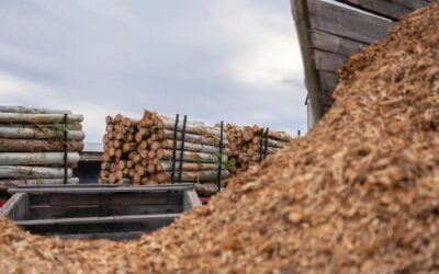 Crisis en la industria maderera: en Federación ya cerraron unos 30 aserraderos y crece la preocupación