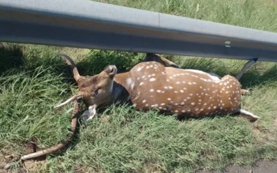 Un matrimonio despistó en la Autovía 14 chocar tras chocar contra un ciervo