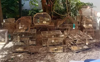 Tras allanamiento por caza ilegal rescataron unas 80 aves protegidas