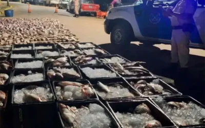 Millonarios decomisos por pesca ilegal: más de 9500 kilos de sábalo