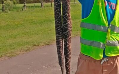 Bajó de una máquina vial, pisó una yarará y recurrió a su machete