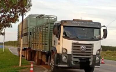 En el puesto caminero de San Jaime, detectaron garrapatas en un camión con hacienda que ingresaba a la provincia
