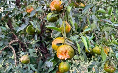 Declararon la Emergencia Agropecuaria para citricultores afectados por el granizo en zona de La Criolla