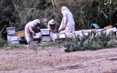 Recuperan en Sauce 40 colmenas robadas a un apicultor de Villa del Rosario