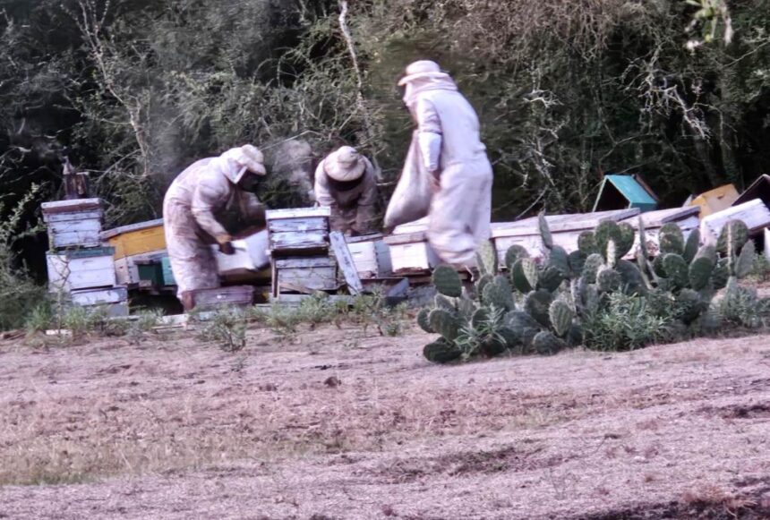Recuperan en Sauce 40 colmenas robadas a un apicultor de Villa del Rosario