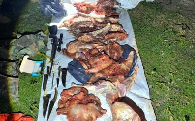 Operativo en Ruta 1: Secuestraron armas y cinco animales faenados en La Florida