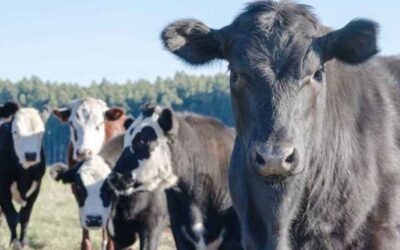 Escándalo ganadero en Entre Ríos: denuncian la desaparición de más de 500 animales y apuntan a veterinario de Colón
