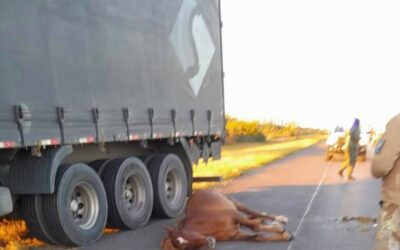 Animal suelto se atravesó en la Autovía 14, provocó violento choque y dejó un hombre herido