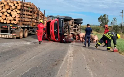 Volcó un camión con cerdos sobre la Autovía 14 y varios animales murieron: fotos