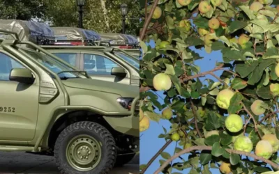 Insólito: El Ejército intercambia una tonelada de membrillos para conseguir repuestos de una camioneta