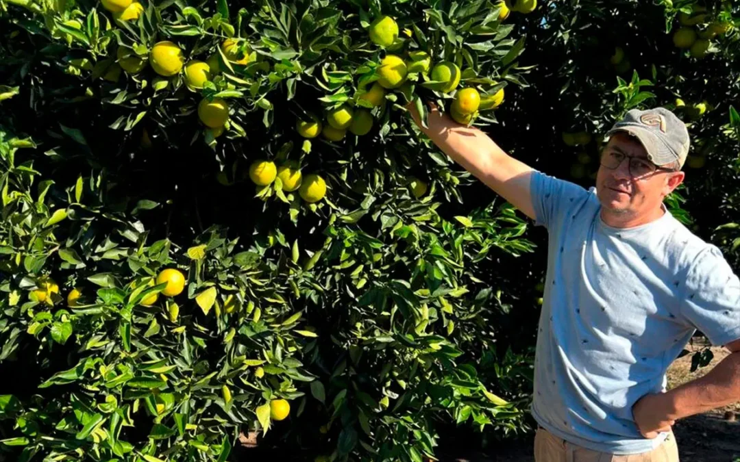 Citricultores entrerrianos en rojo: Aseguran que vender una naranja cuesta más de lo que pagan