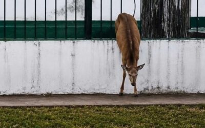 Un ciervo quedó atrapado en una reja y sufrió el ataque de varios perros