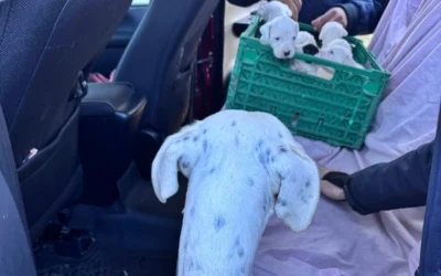 La Policía rescató 20 perros en un allanamiento por presunto maltrato animal