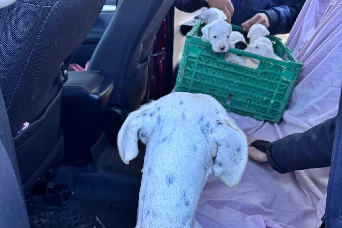 La Policía rescató 20 perros en un allanamiento por presunto maltrato animal - VDRnet