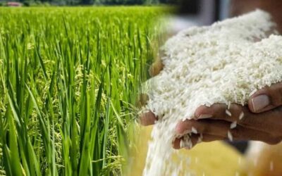 “Cada vez somos menos” y “ya hay despidos en los molinos”, lamentó un productor arrocero entrerriano