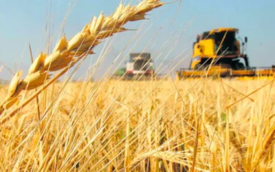 Anticipan que El Niño tendrá un fuerte impacto en la próxima campaña agrícola
