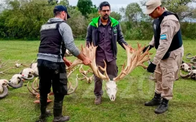 Posible contrabando de fauna silvestre: allanaron un coto de caza en el sur entrerriano