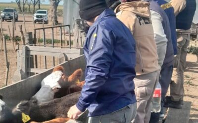 Estafaron a productor entrerriano en más de $150 millones: la policía recuperó los animales