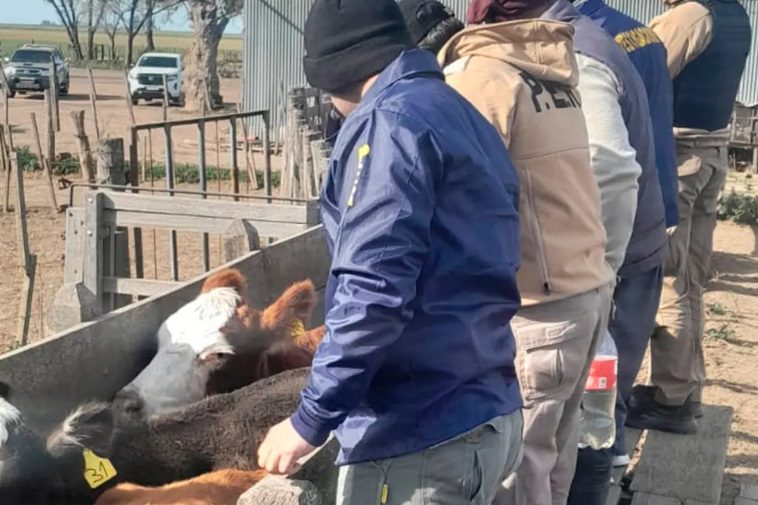 Estafaron a productor entrerriano en más de $150 millones: la policía recuperó los animales