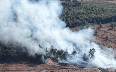 Se produjo un incendio forestal en el área industrial de Mocoretá