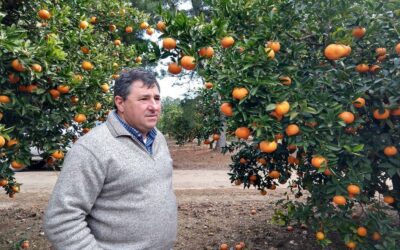 Advierten que el avance del HLB podría devastar la citricultura y generar un «caos social» en la región