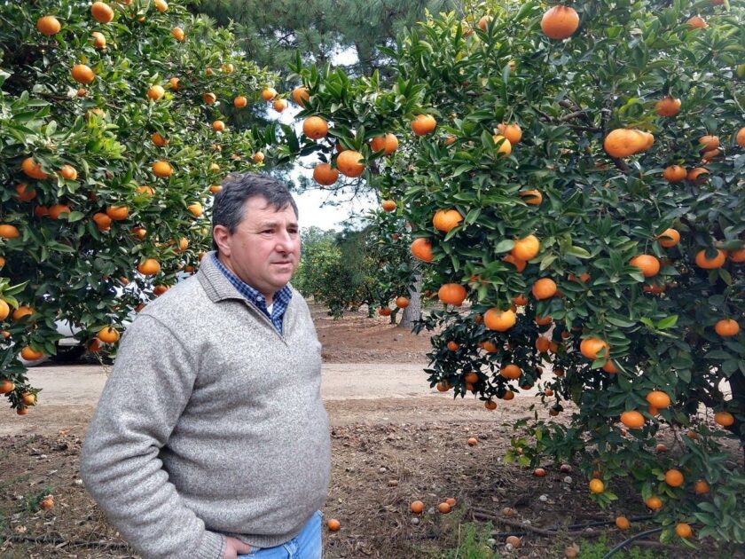 Advierten que el avance del HLB podría devastar la citricultura y generar un "caos social" en la región - VDRnet