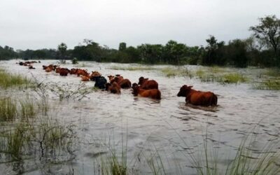 Ante la amenaza de un «Súper Niño», ganaderos de Entre Ríos buscan campos altos para evacuar casi 500 mil cabezas de ganado