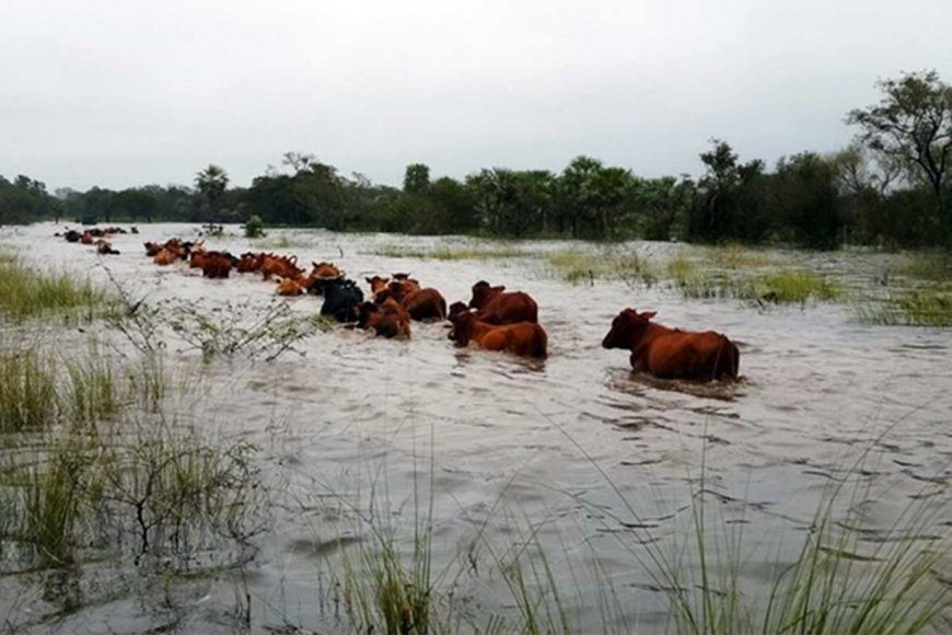 Ante la amenaza de un «Súper Niño», ganaderos de Entre Ríos buscan campos altos para evacuar casi 500 mil cabezas de ganado