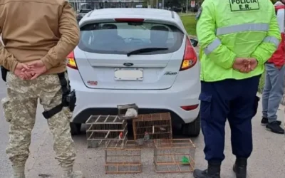 Frustraron el tráfico ilegal de cardenales en un control policial