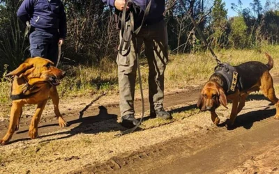 Perros policiales localizaron en buen estado a un hombre que era buscado en zona rural