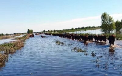 “Va a pasar algo fuerte”: apuran el traslado de hacienda en el Delta, por temor al Súper Niño