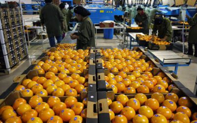 Crisis citrícola: las exportaciones cayeron a menos de un tercio y advierten que “se cae la micro”