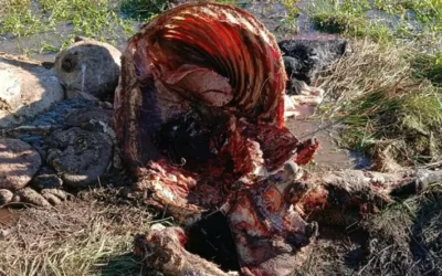 La FAA Entre Ríos alerta por carneadas clandestinas en el norte entrerriano y abre un interrogante: ¿zona liberada?