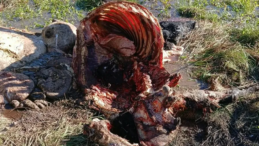 La FAA Entre Ríos alerta por carneadas clandestinas en el norte entrerriano y abre un interrogante: ¿zona liberada?
