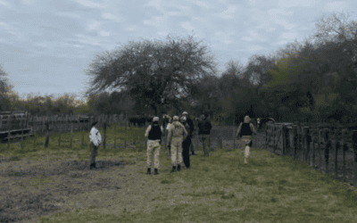 Abigeato: recuperaron 13 vacunos y detuvieron a dos personas en el norte entrerriano