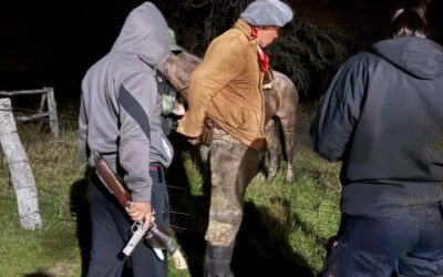 Empleados de una estancia de Monte Caseros fueron detenidos por supuesto abigeato