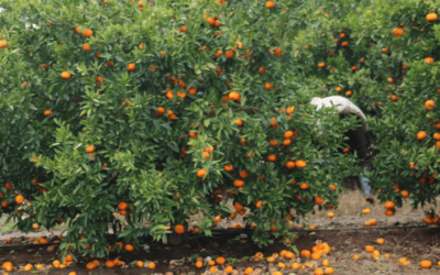 Un hombre de Chajarí fue detenido por hurtar frutas de una quinta en Villa del Rosario