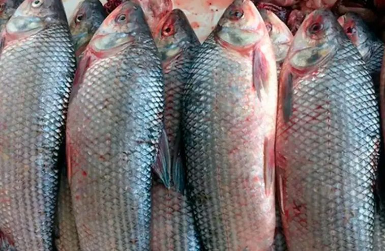 Decomisaron 400 kilos de pescado de río en Paso Cerrito