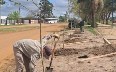 Plantaron nuevos árboles en diferentes puntos de Villa del Rosario