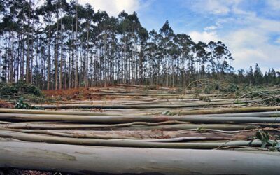 El sector forestal entrerriano atraviesa una fuerte caída de la demanda y busca alternativas en la exportación
