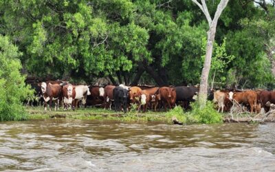 Las crecidas de los ríos Paraná y Uruguay provocan éxodo bovino, cosechas demoradas y preocupación por una plaga