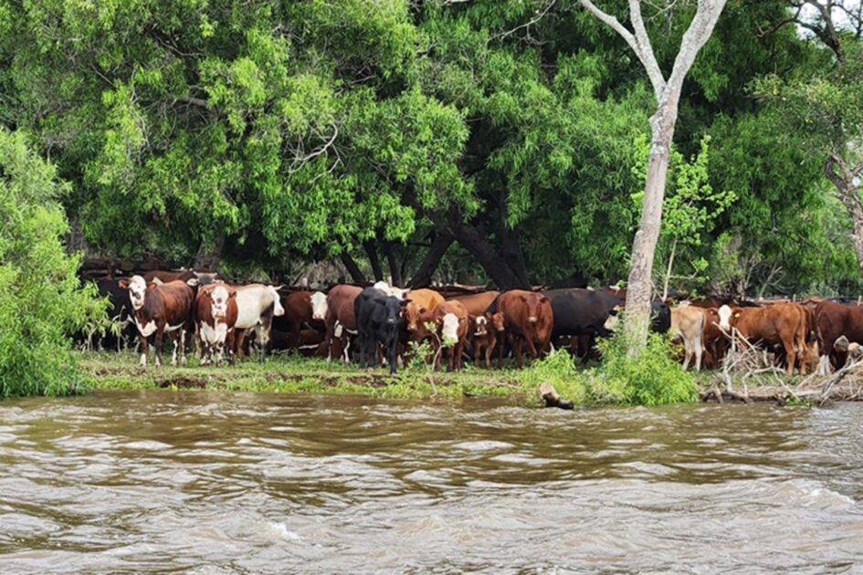 Las crecidas de los ríos Paraná y Uruguay provocan éxodo bovino, cosechas demoradas y preocupación por una plaga - VDRnet